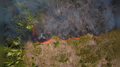 Flammen breiten sich in einem Amazonas-Gebiet aus. (Archivbild) (Foto: Fernando Souza/ZUMA Press Wire/dpa)