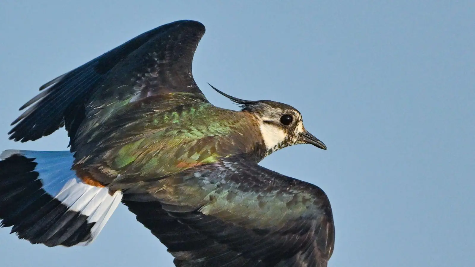 Mehrere Hundert Wildvögel verenden auf einer Fläche in Pocking - darunter auch Kiebitze. (Archivbild) (Foto: Patrick Pleul/dpa)