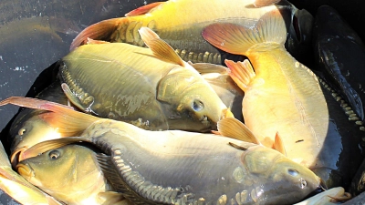 Die Polizei hat das Wasserwirtschaftsamt eingeschaltet, um den Tod der Tiere zu klären.  (Symbolbild: Diane Mayer)