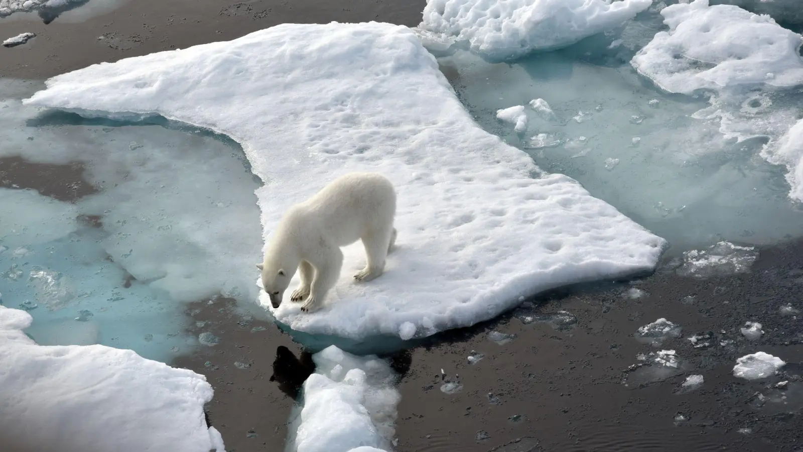 Ein Eisbär steht im Nordpolarmeer auf einer Eisscholle. Nun wurde ein Artgenosse auf Island gesichtet. (Archivbild) (Foto: Ulf Mauder/dpa)