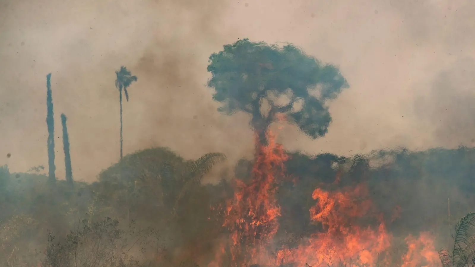 Im brasilianischen Amazonasgebiet toben die schwersten Brände seit fast 20 Jahren.  (Foto: Andre Penner/AP/dpa)