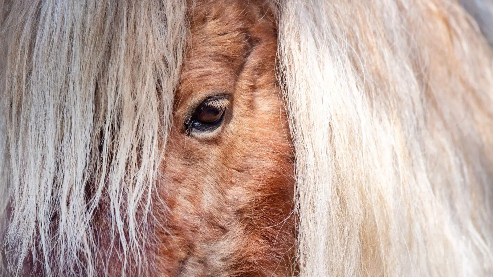 Gemeinsam versuchten Feuerwehr und Anwohner, die entlaufenen Ponys und den Esel wieder einzufangen. (Symbolbild) (Foto: Stefan Sauer/dpa)