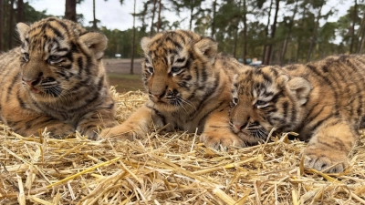 Diese drei Tigerbabys wurden im Serengeti-Park in Hodenhagen geboren. (Foto: -/Serengeti-Park Hodenhagen/dpa)
