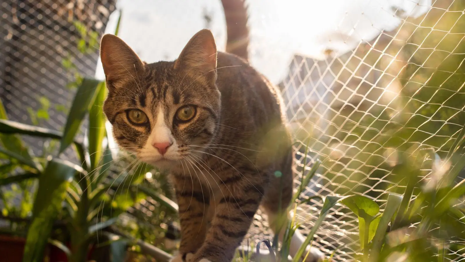 Kontrollierter Freigang: Ausbruchsichere Netze auf Balkon oder Terrasse bieten Katzen eine sichere Möglichkeit, etwas Natur zu genießen. (Foto: Franziska Gabbert/dpa-tmn)