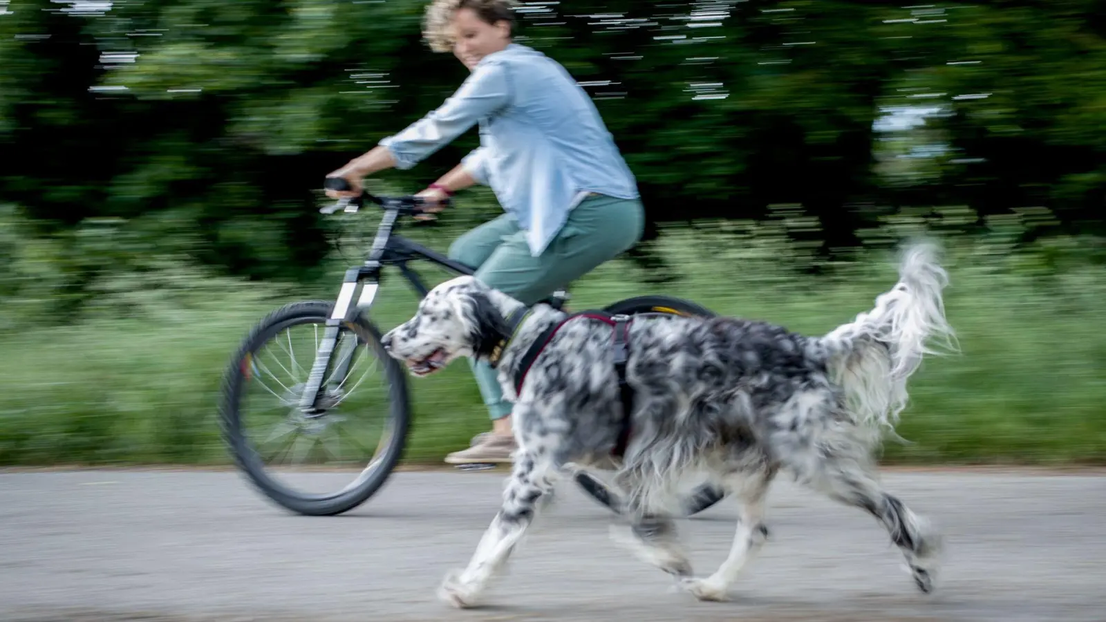 Mehr als Gassigehen: Radfahren bietet Hunden eine Möglichkeit, sich auszupowern. (Foto: Frank Rumpenhorst/dpa-tmn)