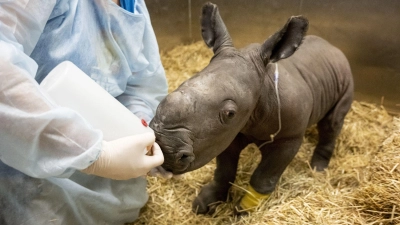 Hier scheint noch alles soweit in Ordnung. Das frisch geborene südliche Breitmaulnashornkälbchen wird am 21. März von einer Tierarzthelferin gefüttert. (Foto: Supplied/WERRIBEE OPEN RANGE ZOO/AAP/dpa)