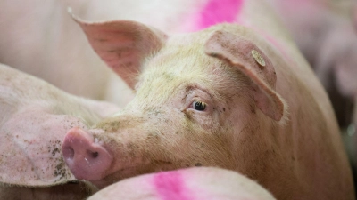 Ein Schweinemastbetrieb im Unterallgäu steht wegen Tierwohlgefährdung am Pranger. (Symbolbild) (Foto: Friso Gentsch/dpa)