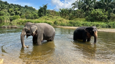 In Thailand leben derzeit mindestens 4000 wilde Elefanten. (Archivbild) (Foto: Carola Frentzen/dpa/dpa-tmn)