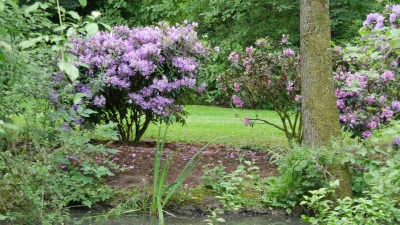 Die Zeit der Rhododendren-Blüte nähert sich dem Ende. (Foto: Ulli Ganter)