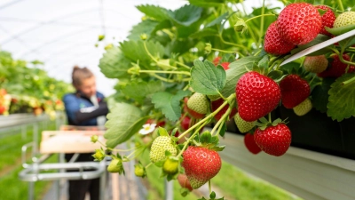 Eine Frau erntet Erdbeeren von einem Hochbeet.  (Foto: Armin Weigel/dpa)