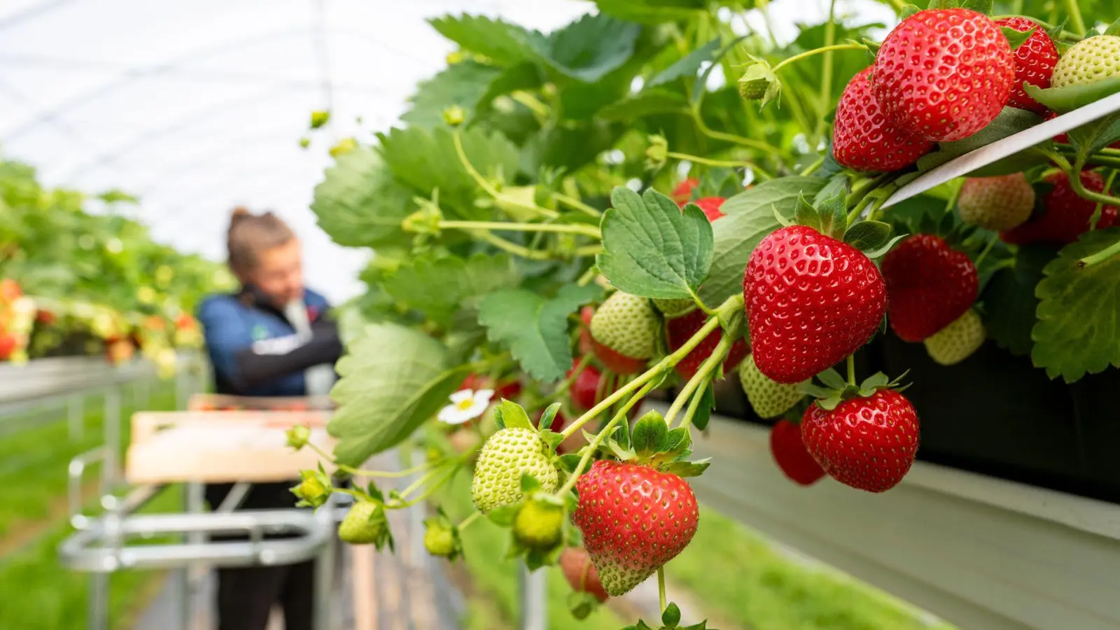 Eine Frau erntet Erdbeeren von einem Hochbeet.  (Foto: Armin Weigel/dpa)