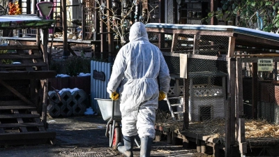 Im Bereich der Schutzzone müssen Mitarbeiter in gefährdeten Tierbetrieben viele Hygienemaßnahmen beachten (Archivbild). (Foto: Jens Kalaene/dpa)