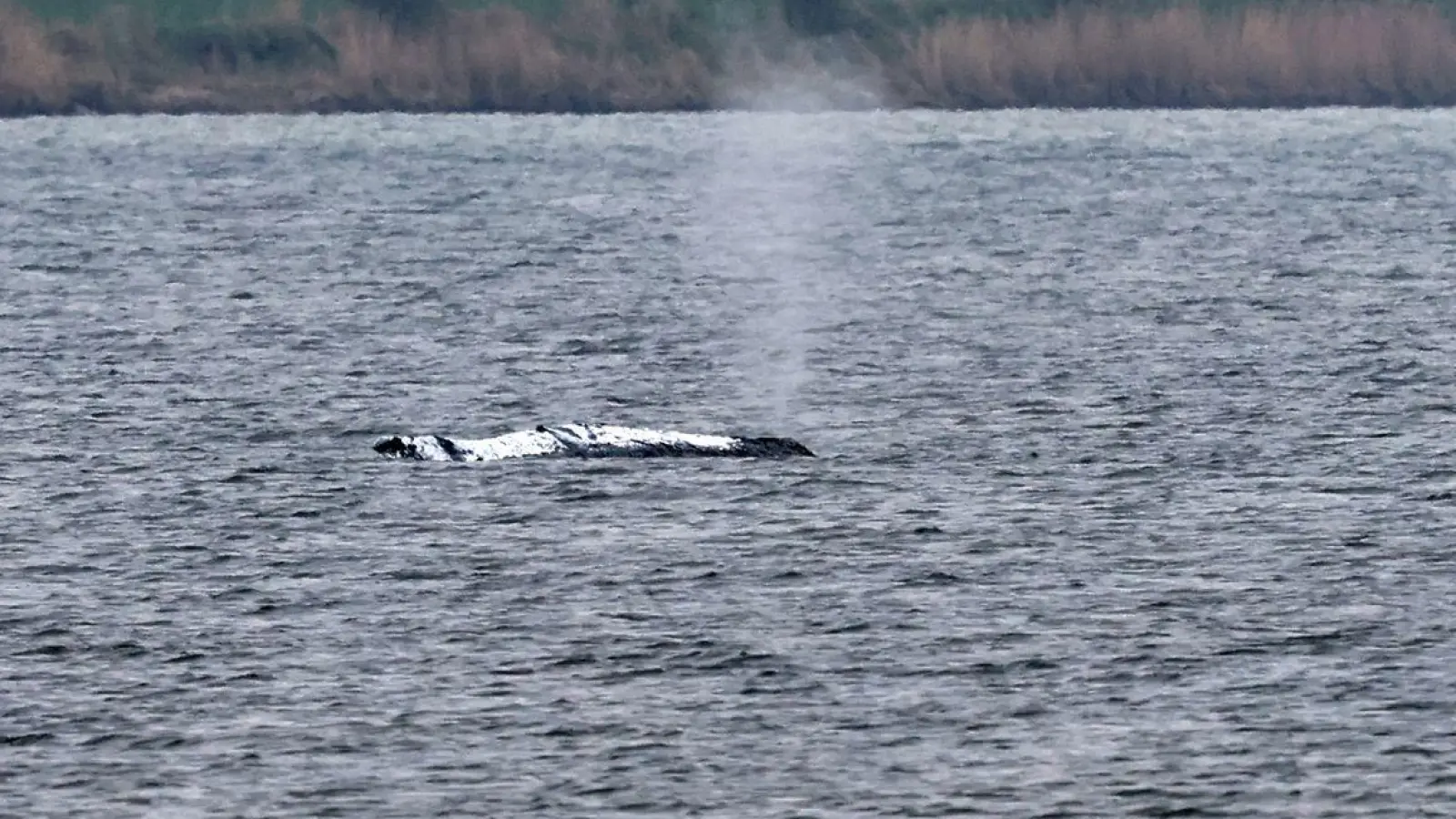 Tag vier der Rettungsaktion - rund um den Wal laufen die Vorbereitungen für seinen Transport ins offene Meer. (Foto: Bernd Wüstneck/dpa)