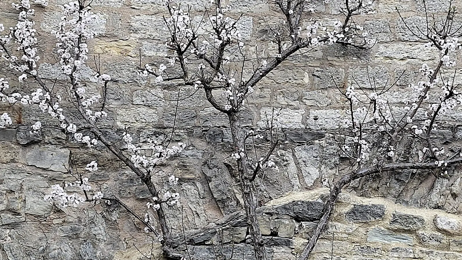 Erste Blüten in der Klingenschütt - gesehen in Rothenburg (Foto: Hilde Beck)
