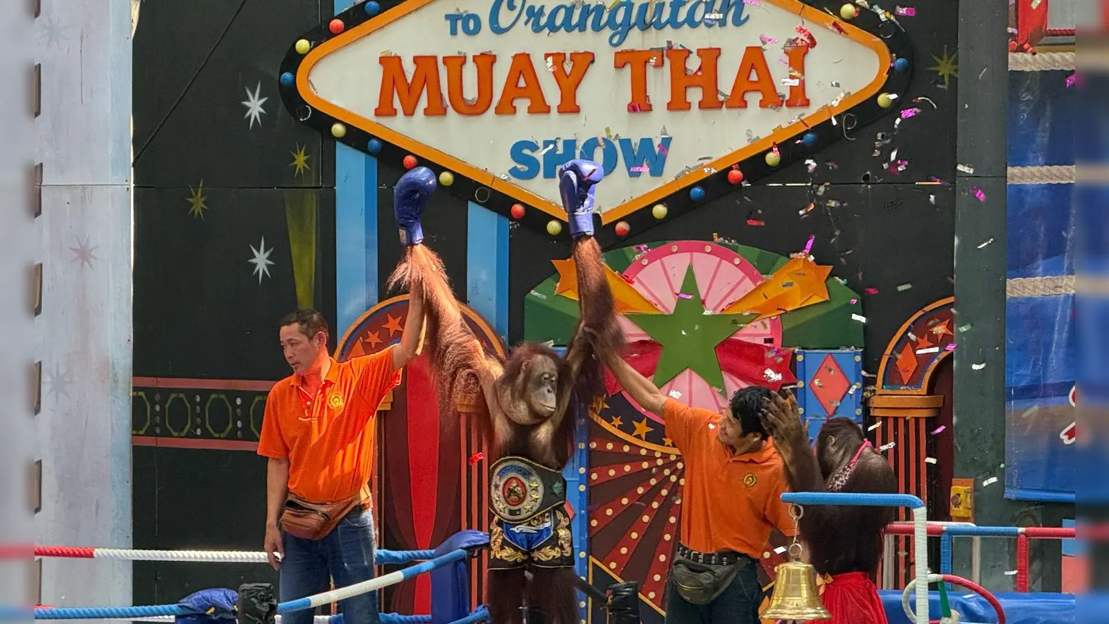 Orang-Utans boxen in einem Freizeitpark nahe Bangkok. (Foto: Carola Frentzen/dpa)