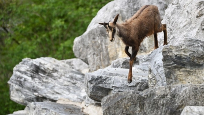 Der Umgang mit der Gams in alpenländischen Schutzwäldern sorgt seit Jahren für Diskussionen. (Archivbild) (Foto: Angelika Warmuth/dpa)