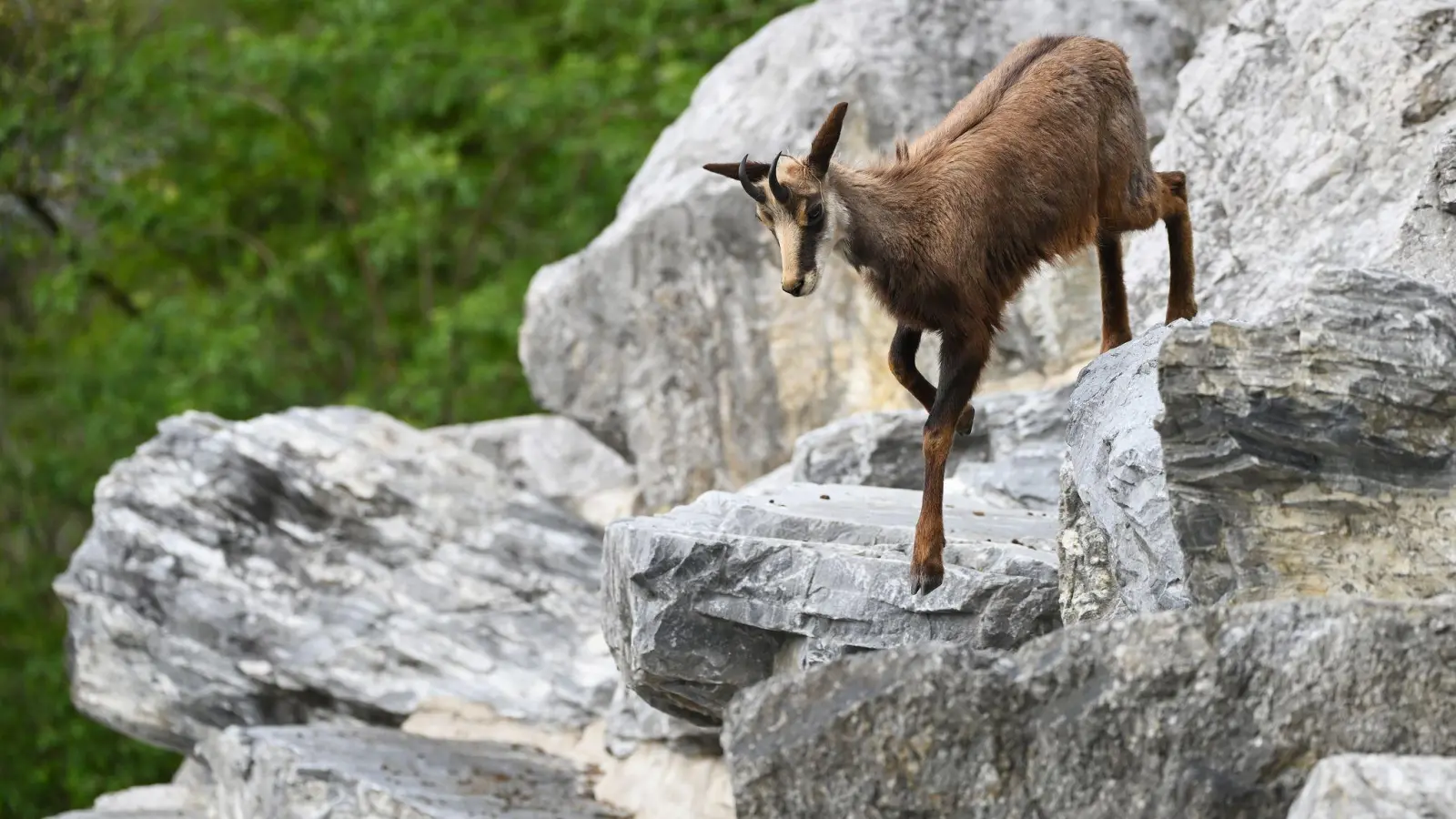 Der Umgang mit der Gams in alpenländischen Schutzwäldern sorgt seit Jahren für Diskussionen. (Archivbild) (Foto: Angelika Warmuth/dpa)