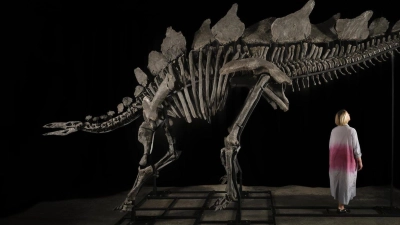 Das etwa sechs Meter lange und 3,50 Meter hohe Stegosaurus-Skelett mit dem Spitznamen „Apex“. (Foto: Matthew Sherman/Sotheby's/dpa)