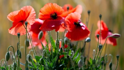 Schauer sind Wochenendausflüglern in der Regel nicht willkommen, doch Mohn- und anderen Blumen bekommt der  Regen gut. (Symbolbild) (Foto: A4366 Sven Hoppe/dpa)