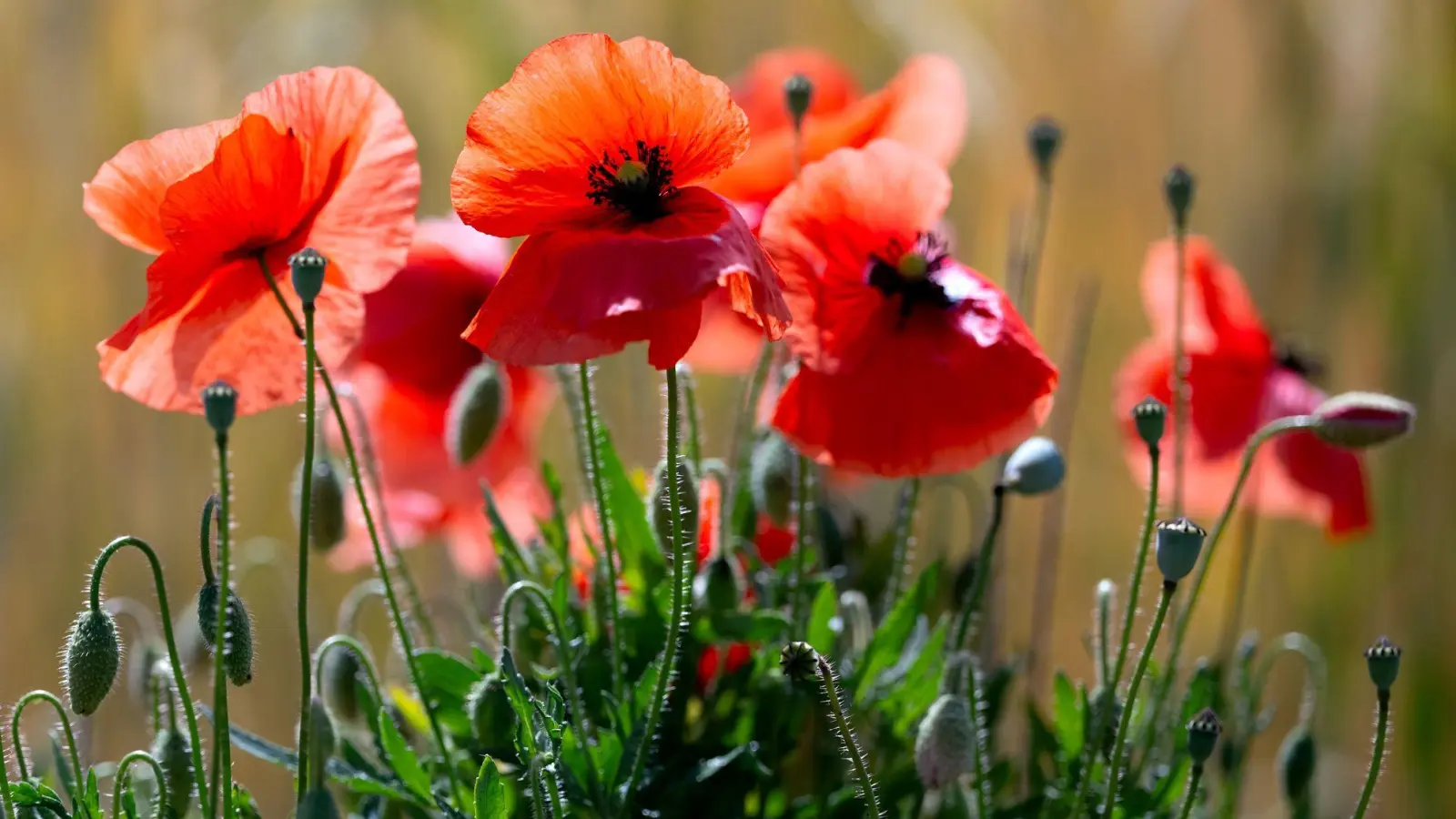 Schauer sind Wochenendausflüglern in der Regel nicht willkommen, doch Mohn- und anderen Blumen bekommt der  Regen gut. (Symbolbild) (Foto: A4366 Sven Hoppe/dpa)