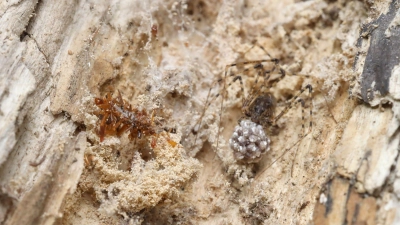 Die Knochensammler-Raupe lebt ausschließlich in Spinnennetzen und tarnt sich, um nicht von ihrem ahnungslosen Spinnenwirt entdeckt zu werden. (Foto: Rubinoff Lab, Entomology Section/University of Hawaii, Manoa/dpa)