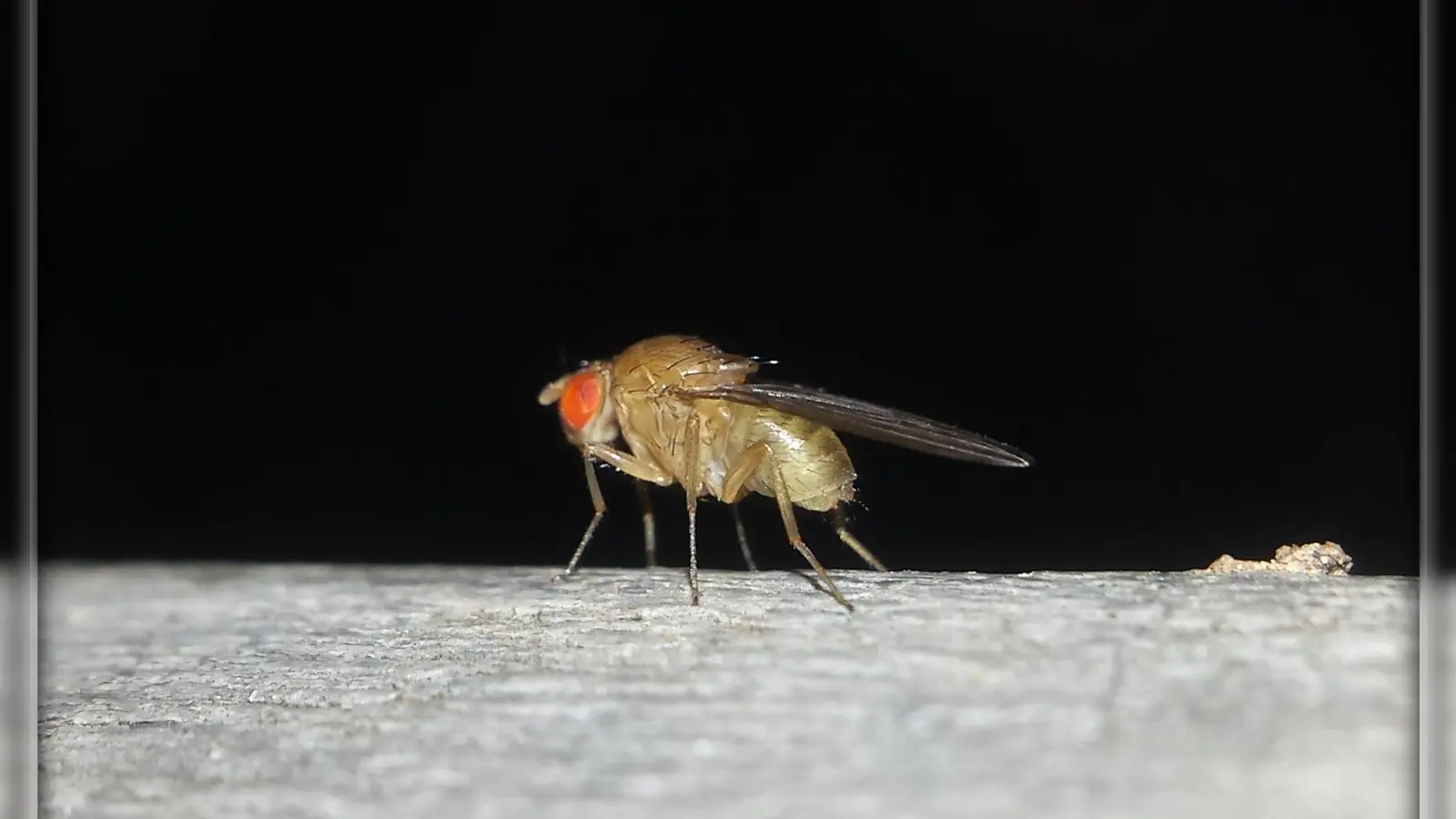 Die Fruchtfliegen sind die kleinste Art, die sich am liebsten in der Nähe von Lebensmitteln aufhält. (Foto: Eric Klöckner)