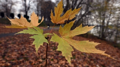 Der Deutsche Wetterdienst gibt an diesem Freitag seine Bilanz für den Herbst bekannt. (Symbolbild) (Foto: Federico Gambarini/dpa)