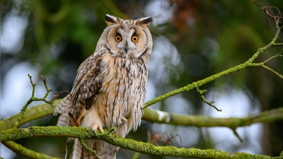 Bei einer geschlossenen Schneedecke kommen viele Mäusejäger wie Eulen kaum noch an Beute. (Symbolbild) (Foto: Patrick Pleul/dpa)