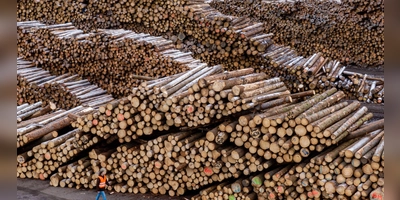 Was mit dem Holzlager der Ziegler Group geschieht, ist jetzt klar. Der Betrieb geht weiter.  (Foto: Armin Weigel/dpa)