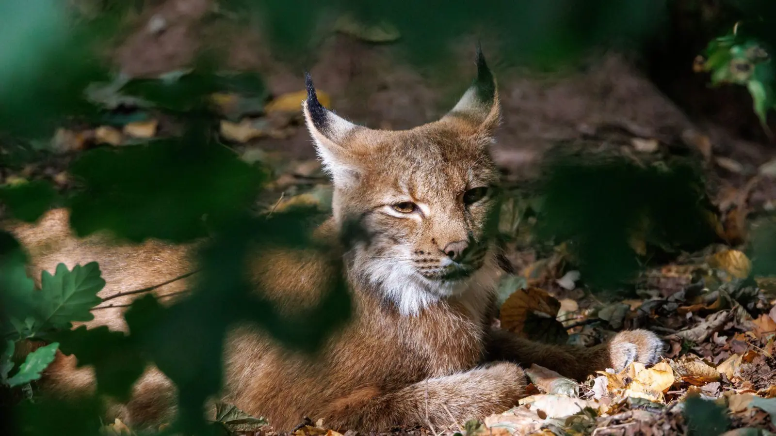 Luchse sind an ihren Pinselohren zu erkennen. (Symbolbild) (Foto: Daniel Karmann/dpa)
