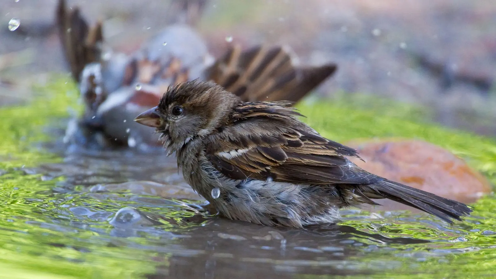 Spatzen lieben es zu baden - und fraßen bei einem Schillingsfürster auch gerne mal vom Taubenfutter. Der hatte ihnen deshalb eine Falle gestellt. (Symbolbild: Patrick Pleul/dpa-Zentralbild/dpa-tmn)
