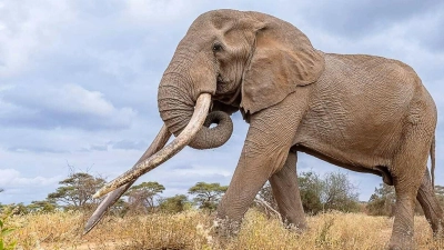 Craigs Stoßzähne waren über weite Entfernungen in den Savannen und Feuchtgebieten sichtbar. (Archivbild) (Foto: -/Kenya Wildlife Service/dpa)