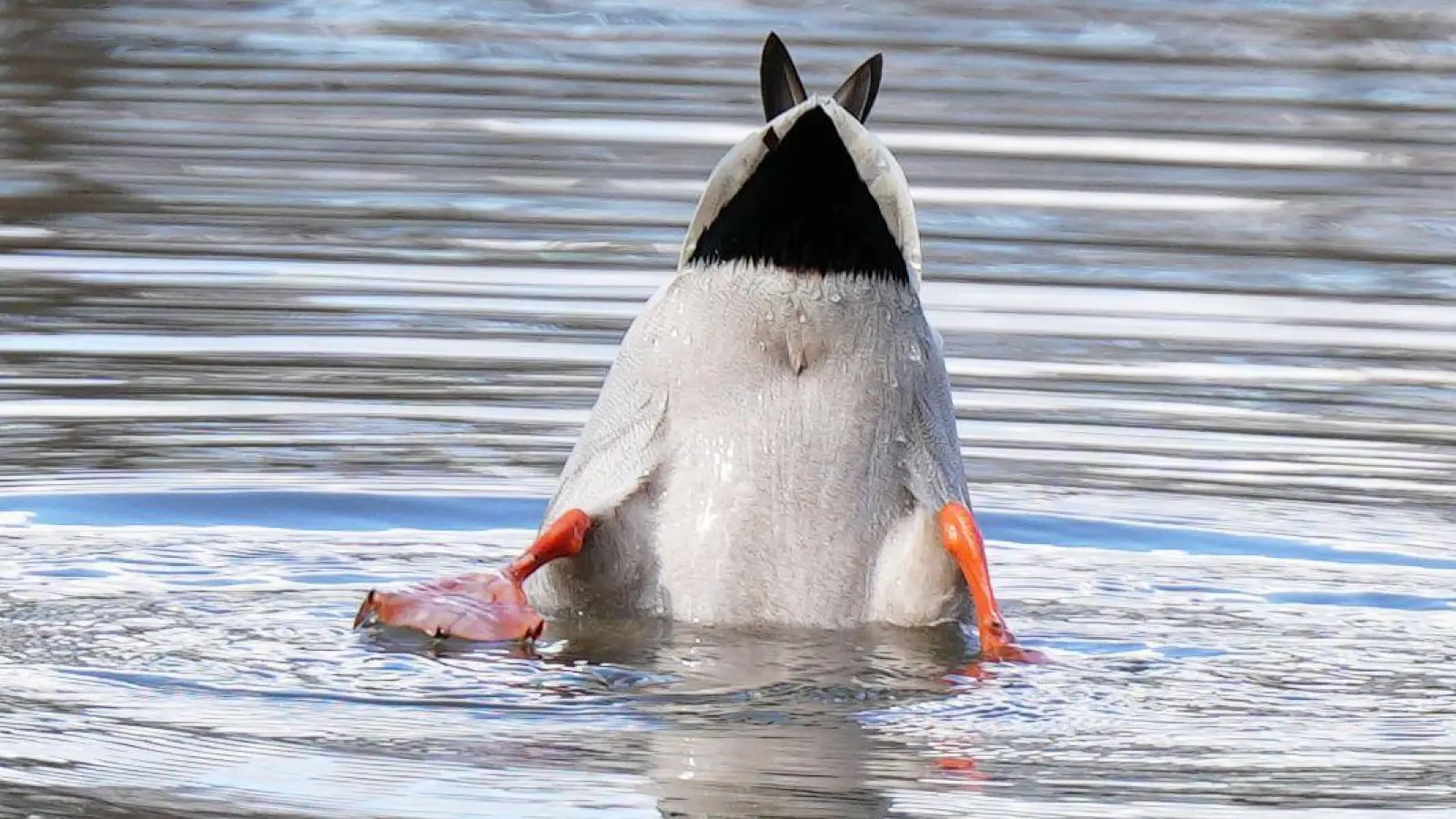 Stockente andersrum - gesehen bei Rothenburg (Foto: Erika Brown)