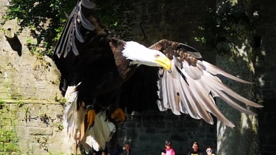 Weißkopfseeadler Louie ist wieder zu Hause und wohlauf. Unser Foto zeigt ihn bei Landeanflug während einer früheren Flugshow im Greifvogel- und Eulenpark. (Archivbild: Jürgen Binder)