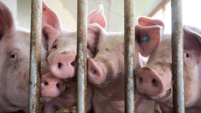 Der Bau tiergerechter Schweineställe bleibt Ziel. (Foto: Marijan Murat/dpa)