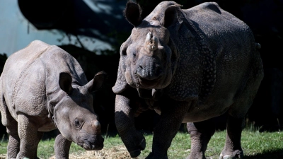 Nashorn-Mama Rapti (rechts) starb im Alter von 35 Jahren (Archivbild von 2016).  (Foto: picture alliance / dpa)