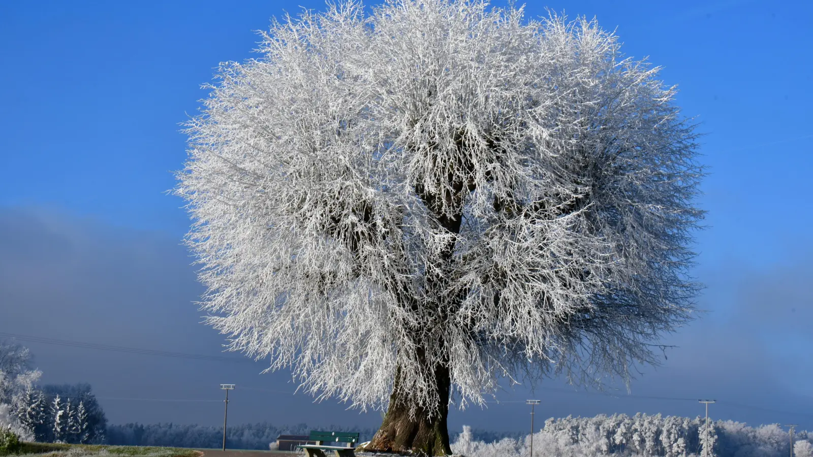 Platz 1: Kugellinde mit Raureif zwischen Weidenbach und Kolmschneidbach. (156 Votes) (Foto: Erich Kraus)