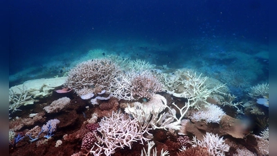 Die Aufwärmung der Meere führt unter anderem zum Absterben von Korallen, hier am Great Barrier Reef (Archivbild). (Foto: Supplied/CSIRO/dpa)