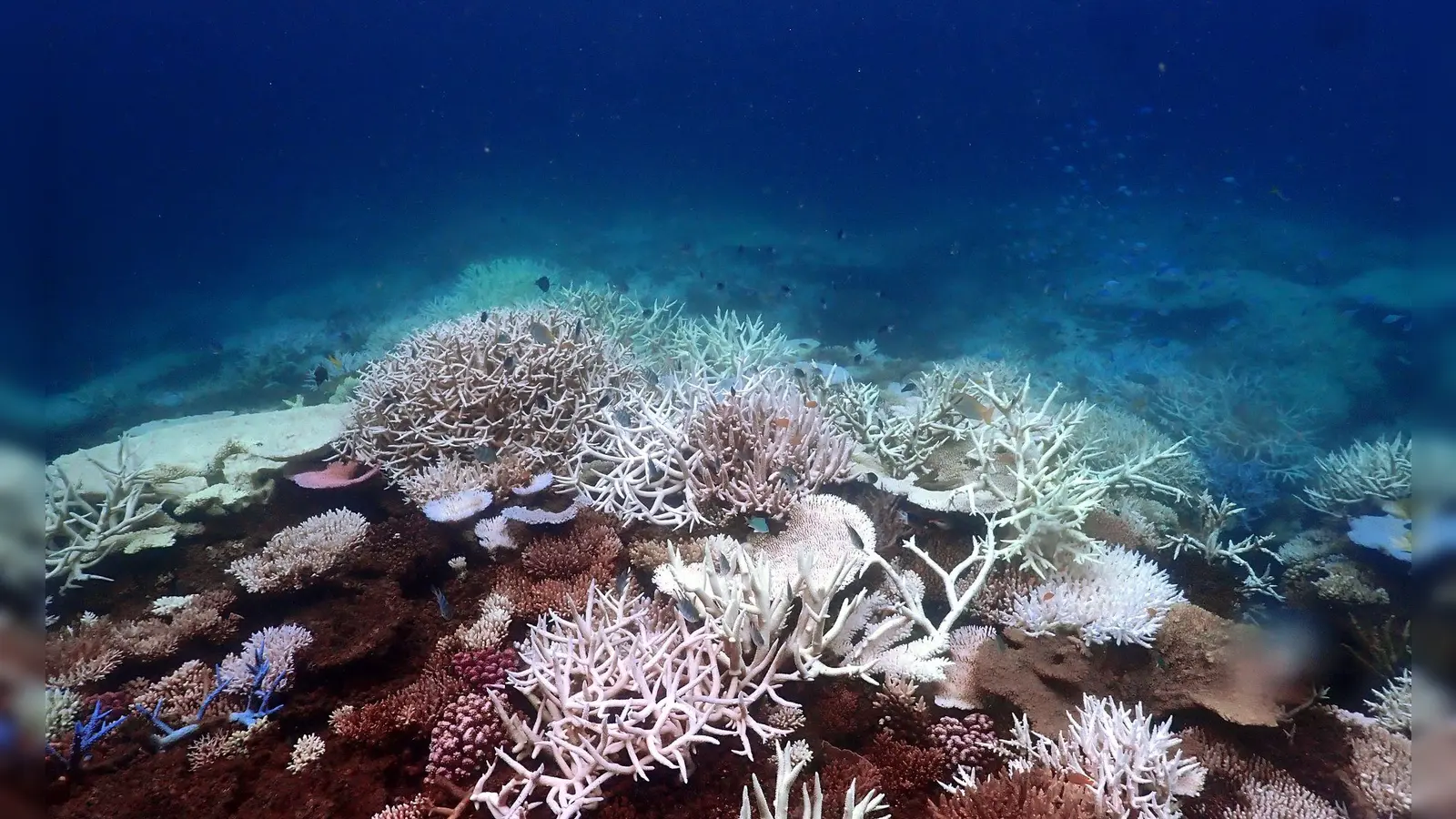 Die Aufwärmung der Meere führt unter anderem zum Absterben von Korallen, hier am Great Barrier Reef (Archivbild). (Foto: Supplied/CSIRO/dpa)