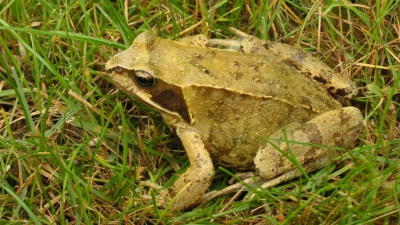 Quo Vadis, Grasfrosch? Karin Eigenthaler, Kreisvorsitzende des Bund Naturschutz, sorgt sich um den Bestand. (Foto: Moni Nunn)