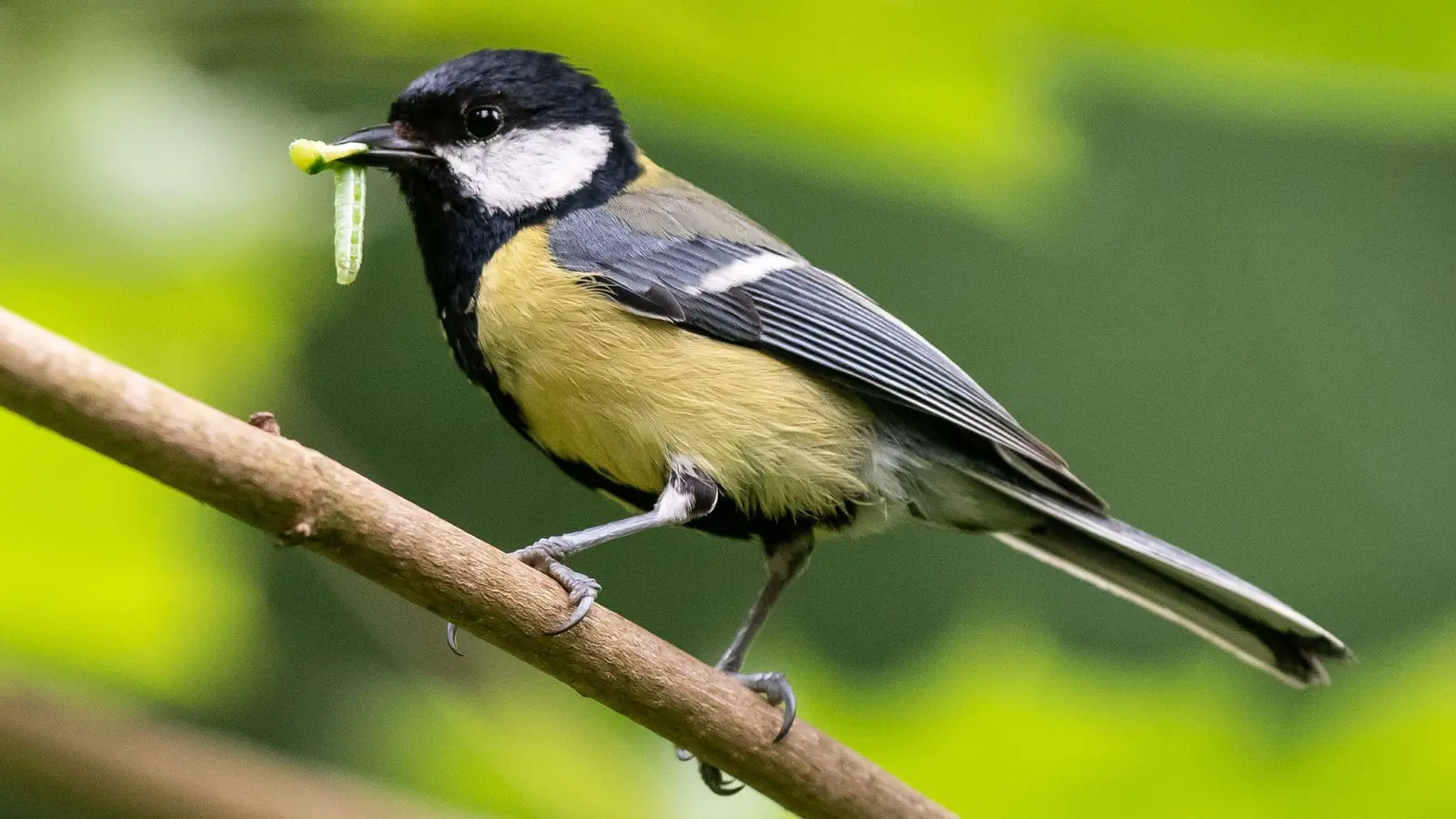 Anlocken: Wer den eigenen Garten auch als Wohlfühloase für Vögel wie Kohlmeisen oder Spatzen gestaltet, bekommt es zugleich nicht so schnell mit Schädlingsbefall zu tun. (Foto: Silas Stein/dpa/dpa-tmn)