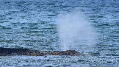 Der Buckelwal war Montagmorgen auf der Sandbank entdeckt worden. (Foto: Daniel Bockwoldt/dpa)