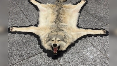 Der Zoll am Frankfurter Flughafen entdeckte ein Wolfsfell im Gepäck eines Reisenden. (Handout) (Foto: -/Zoll/dpa)