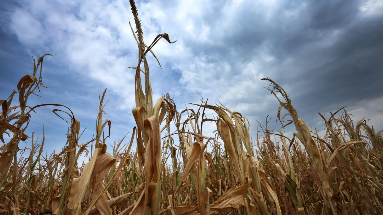 Mais wird eigentlich im Herbst geerntet. Diese Pflanzen bei Türkheim waren schon im August vertrocknet. (Archiv) (Foto: Karl-Josef Hildenbrand/dpa)