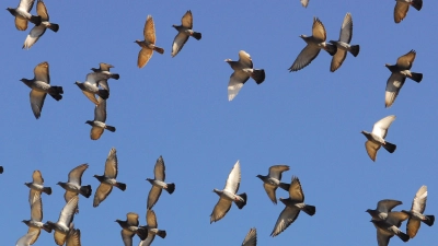 Die Verwaltung und weite Teile des Umwelt- und Verkehrsausschusses sind sich einig: War die Population der Stadttauben in Ansbach in der Vergangenheit ein ziemliches Problem, hat sich die Situation mittlerweile spürbar verbessert. (Foto: Jim Albright)