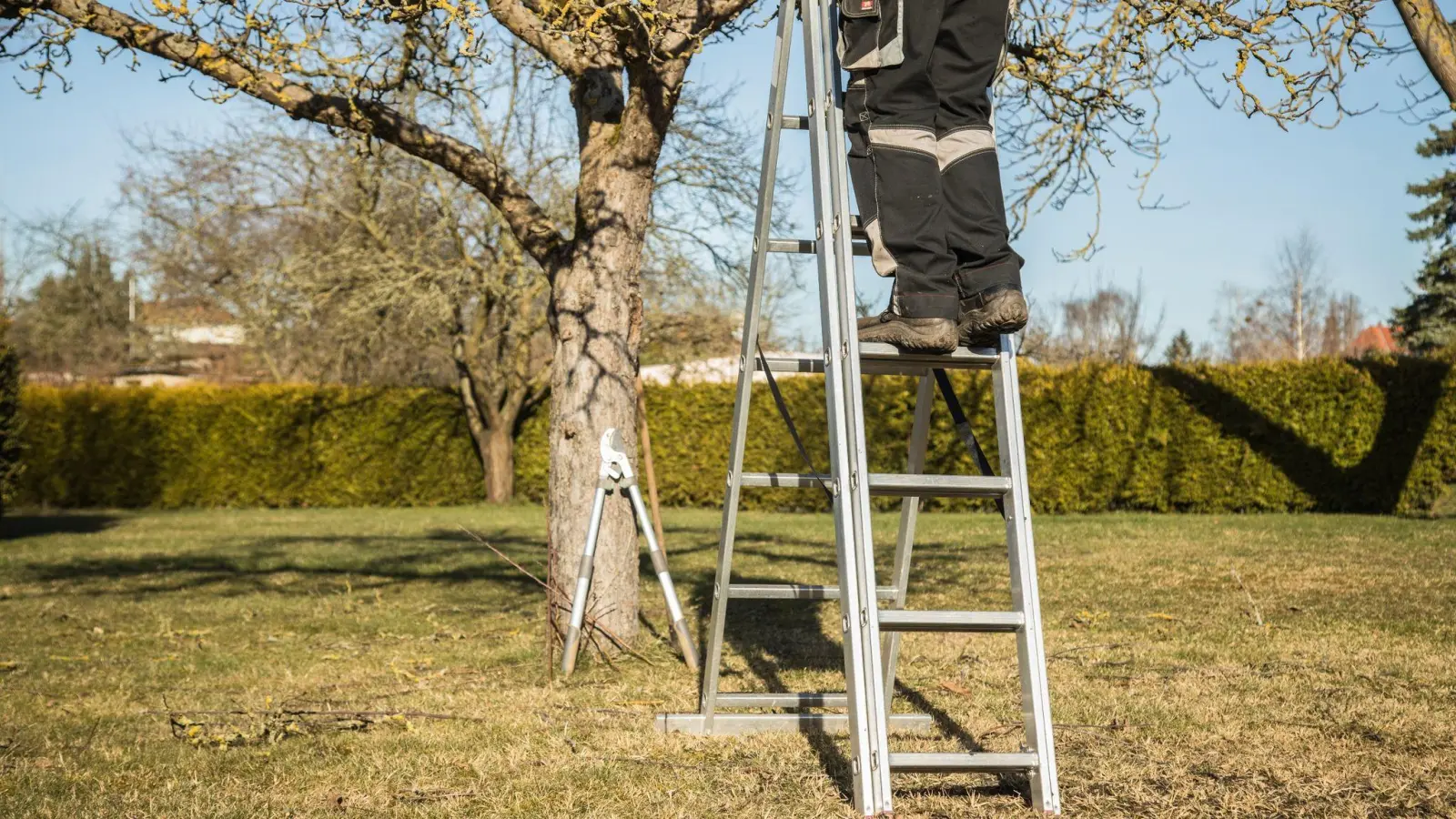 Soll der Baum umziehen, beginnt man am besten zwei bis drei Jahre vorher mit den Vorbereitungen. Die beginnen mit einem Wurzel- und Kronenschnitt. (Foto: Christin Klose/dpa-tmn)