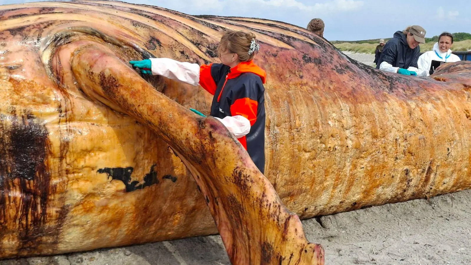 Fachleute obduzieren den als „Timmy“ bekannten Buckelwal am Strand der Insel Anholt. (Foto: Kai Moorschlatt/dpa)
