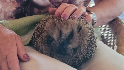 Igel Rudi hat sehr gut an Gewicht zugelegt. (Foto: Nina Daebel)