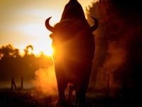 Brandenburg: Morgenstimmung mit Wisent im Wildpark Schorfheide. (Foto: Patrick Pleul/dpa)