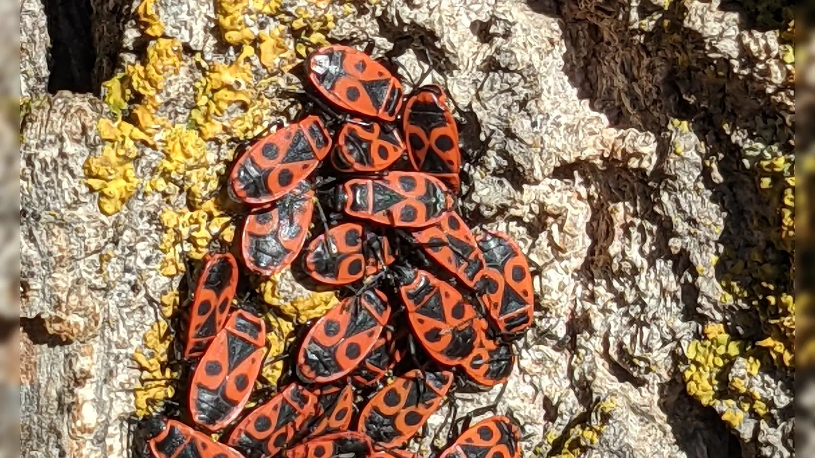 Feuerwanzen lieben die Nähe. Die Vegetarier saugen gern Baumsäfte an der Rinde.  (Foto: Ulrich Meßlinger)